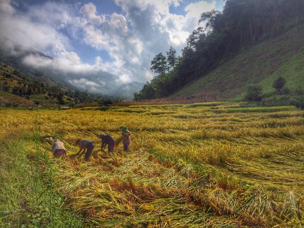 Kowitfarmstay Ban Mae Pan Noi Eksteriør bilde