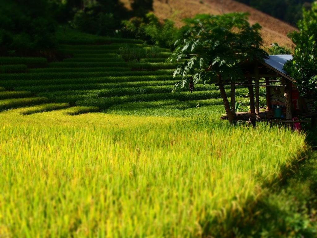 Kowitfarmstay Ban Mae Pan Noi Eksteriør bilde