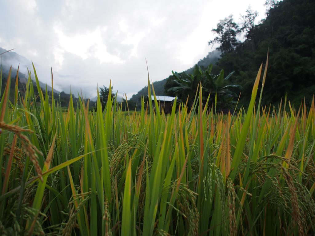 Kowitfarmstay Ban Mae Pan Noi Eksteriør bilde