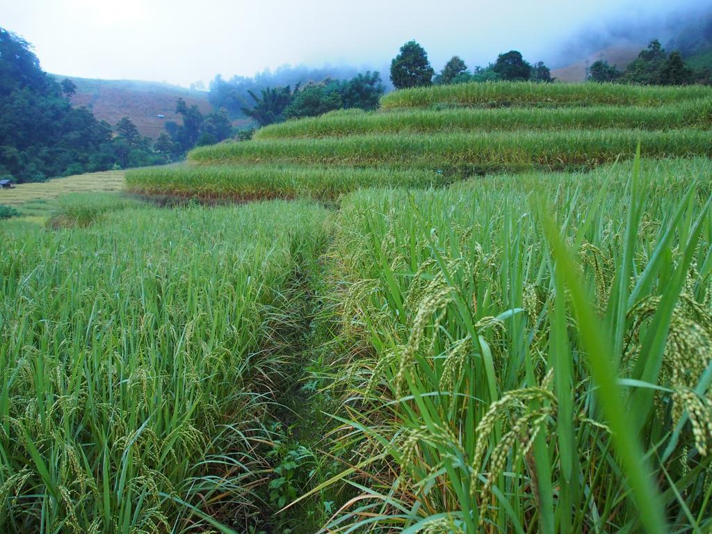 Kowitfarmstay Ban Mae Pan Noi Eksteriør bilde