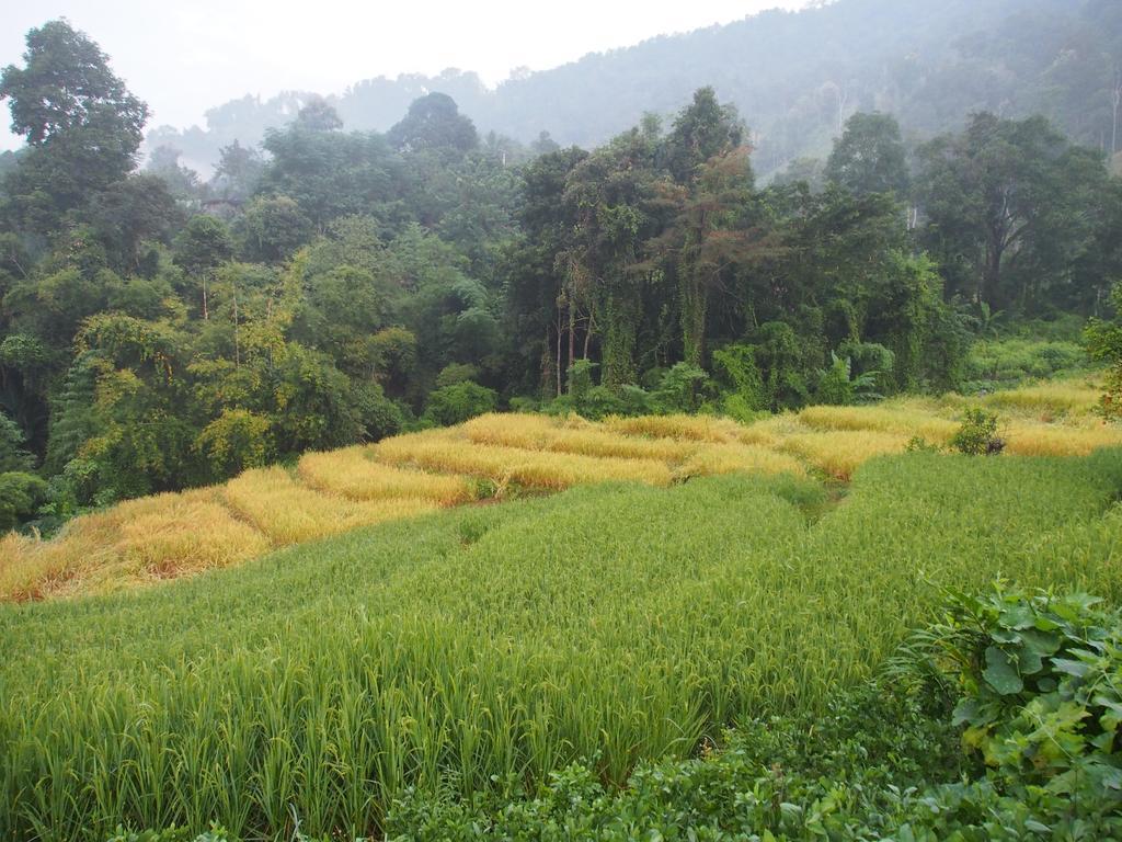 Kowitfarmstay Ban Mae Pan Noi Eksteriør bilde