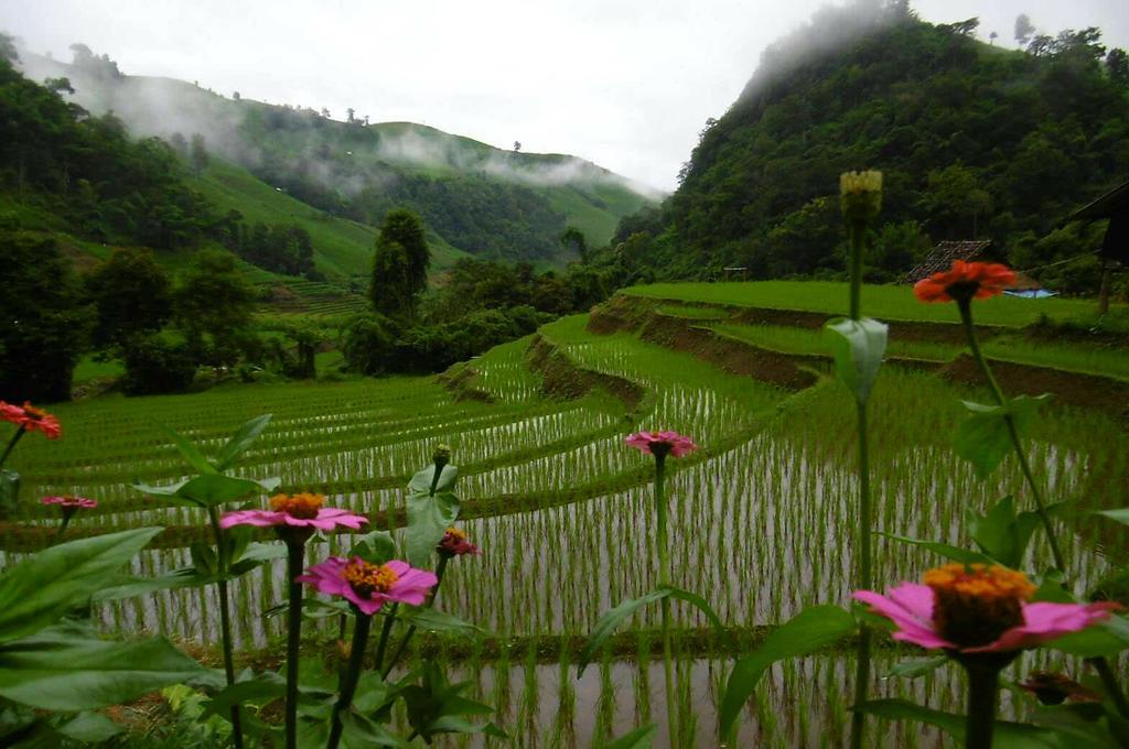 Kowitfarmstay Ban Mae Pan Noi Eksteriør bilde